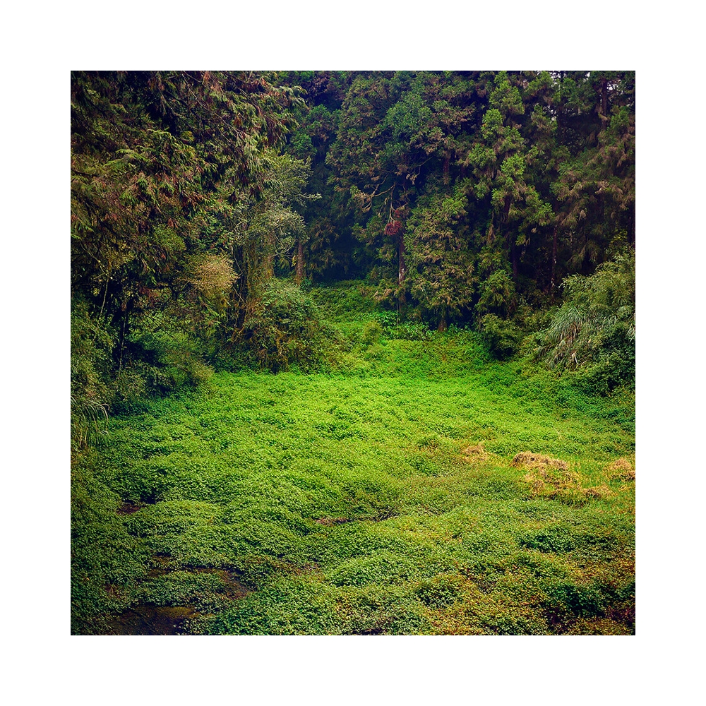 Norwegian Forest